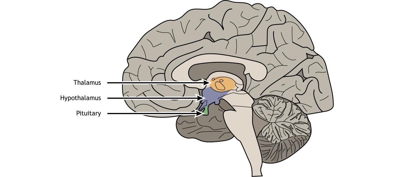 Illustration of a sagittal section of the brain showing the location of the hypothalamus and the pituitary.