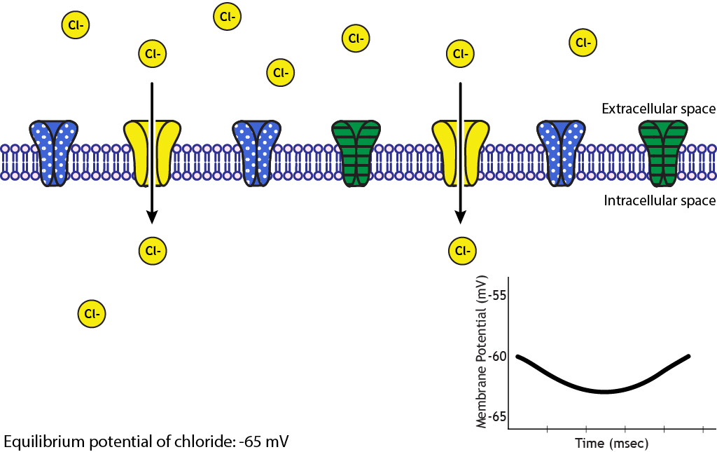 Illustrated membrane showing chloride ion movement into the cell causing an IPSP. Details in caption.