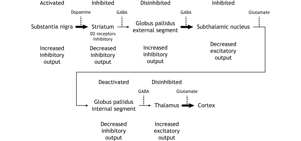 Illustration of synaptic changes in the indirect pathway as a result of inhibition.