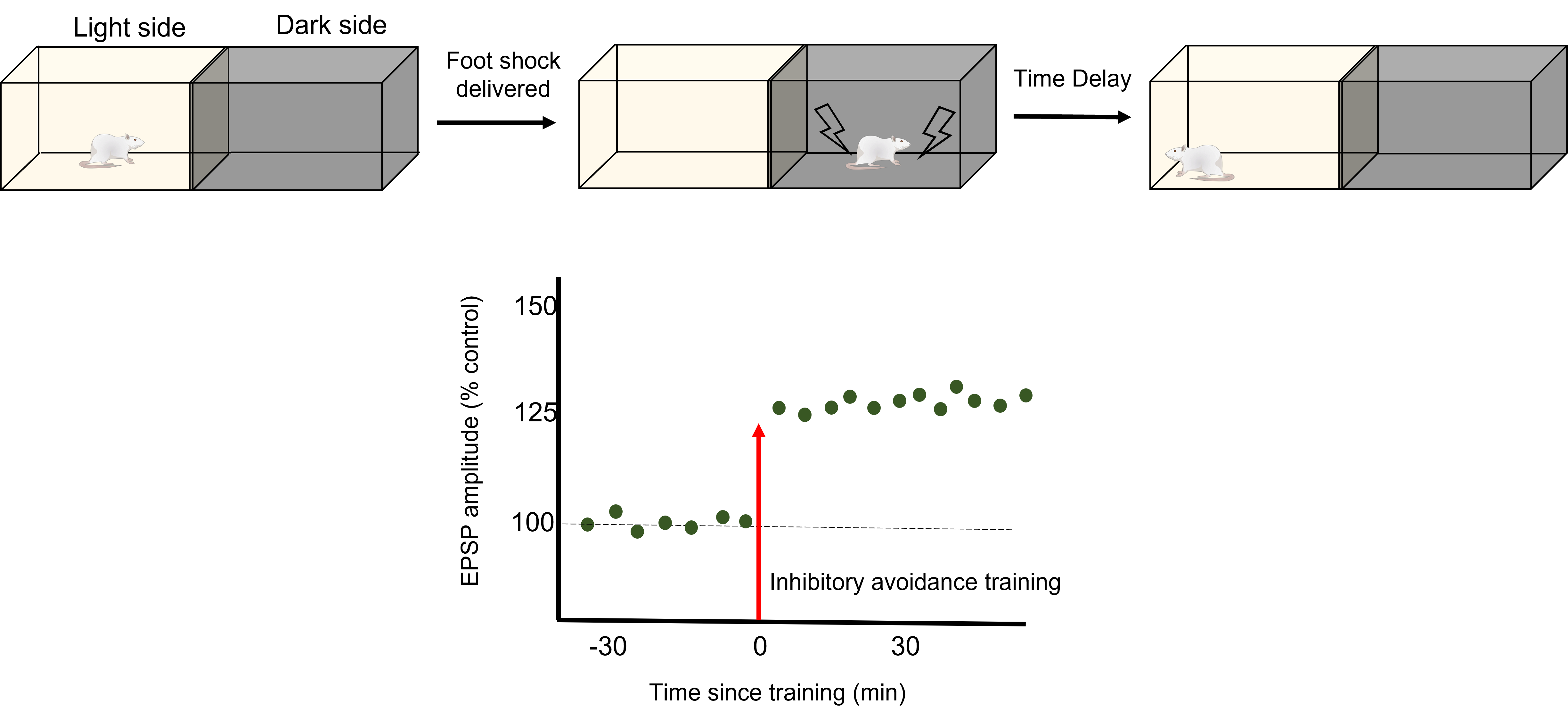 Image of the inhibitory avoidance protocol and a graph of LTP following one trial of inhibitory avoidance. Details in caption and text.