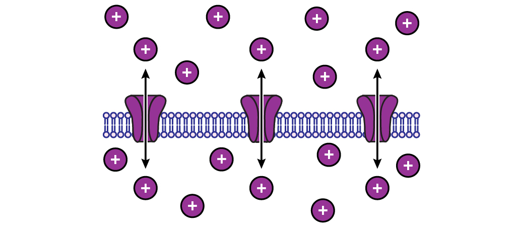 Illustrated membrane with open channels. The ion present is at equilibrium. Details in caption.