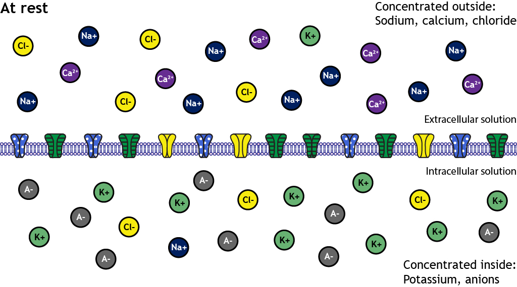 Illustrated neuron membrane at rest showing ion distribution.