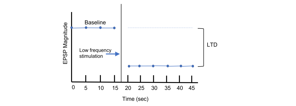 Graph of EPSP magnitude over time showing LTD. Details in caption and text.