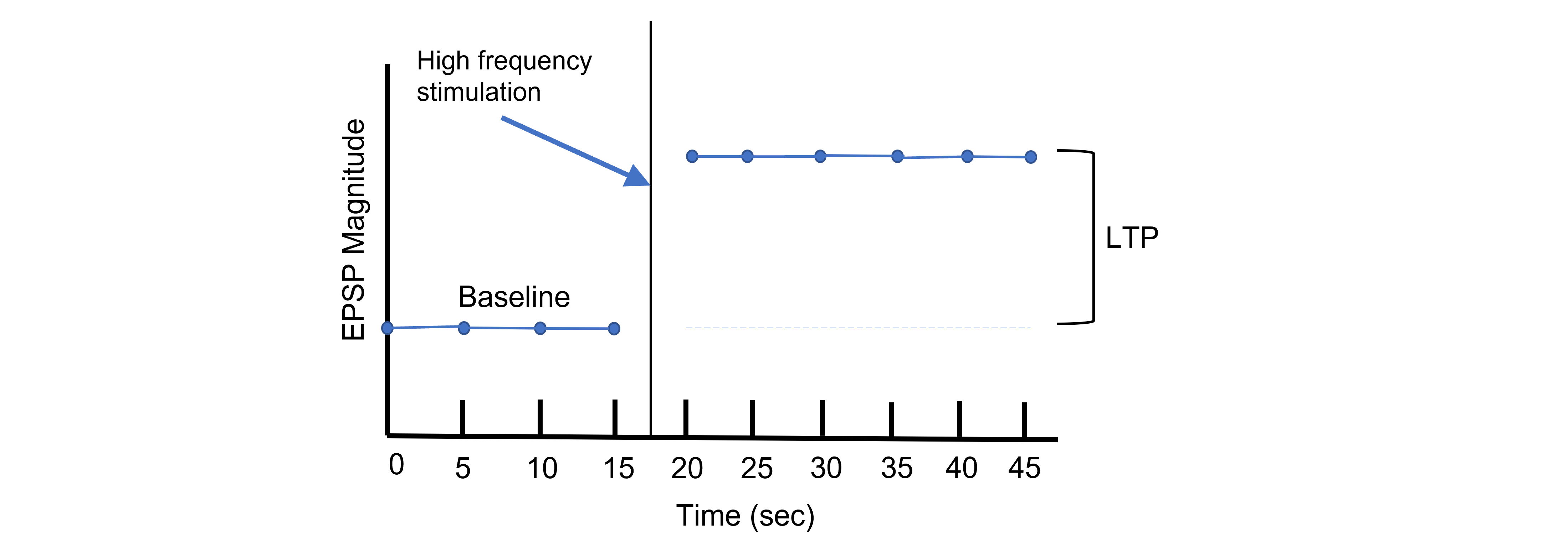 Graph of EPSP magnitude over time showing LTP. Details in caption and text.