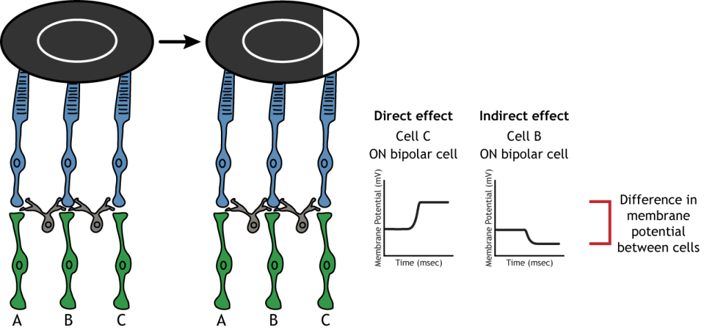 Illustration showing enhancement of signal by lateral inhibition. Details in caption.