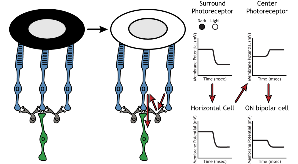 Membrane potential changes of retinal neurons following lighting changes in the surround. Details in caption.