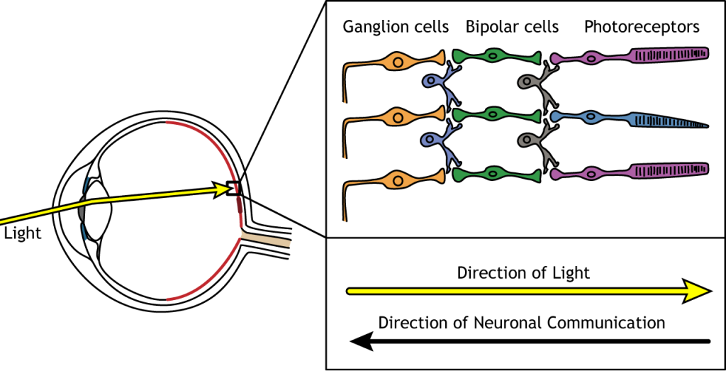 Illustration showing light passing through the retinal cell layers to activate photoreceptors. Details in caption.