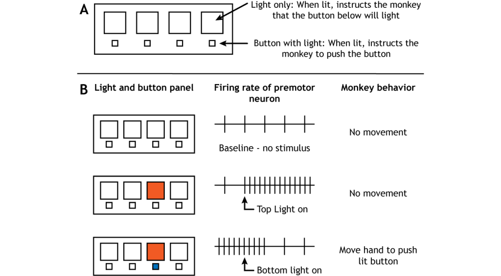 Illustration of an experiment testing the firing rate in the premotor cortex in preparation of movement. Details in caption and text.