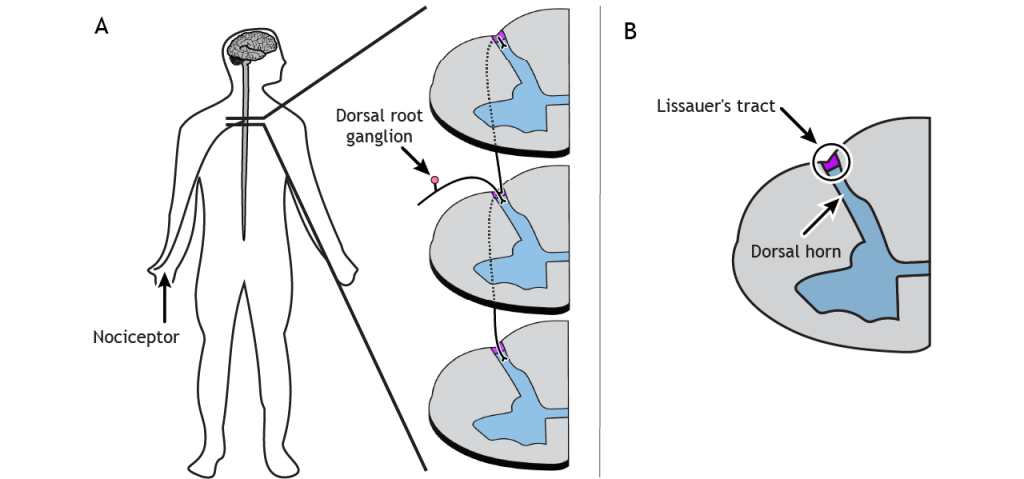 Illustration of nociceptor fibers branching and traveling through Lissauer’s tract.