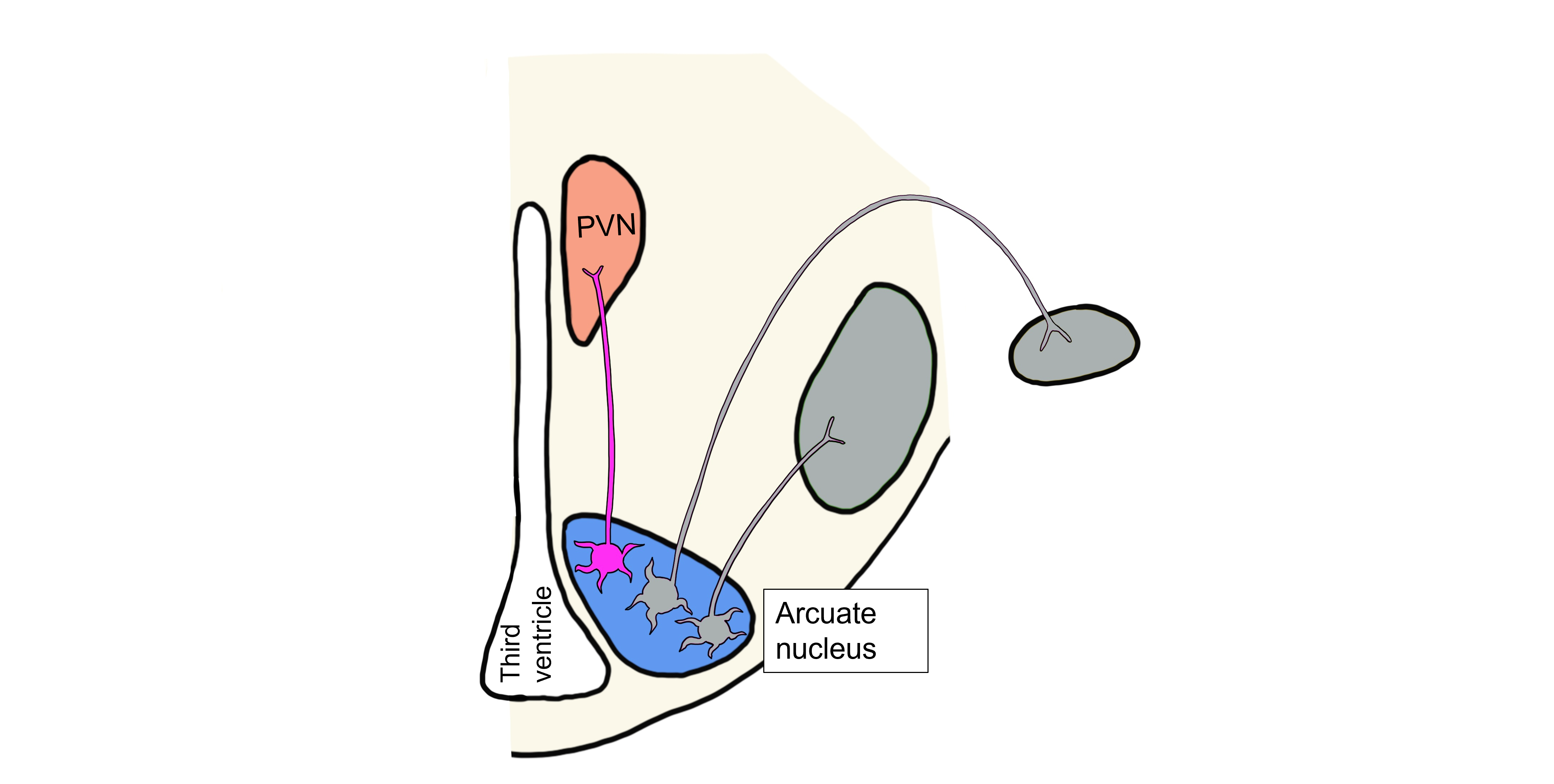 Image of low leptin humoral response. Details in caption and text.