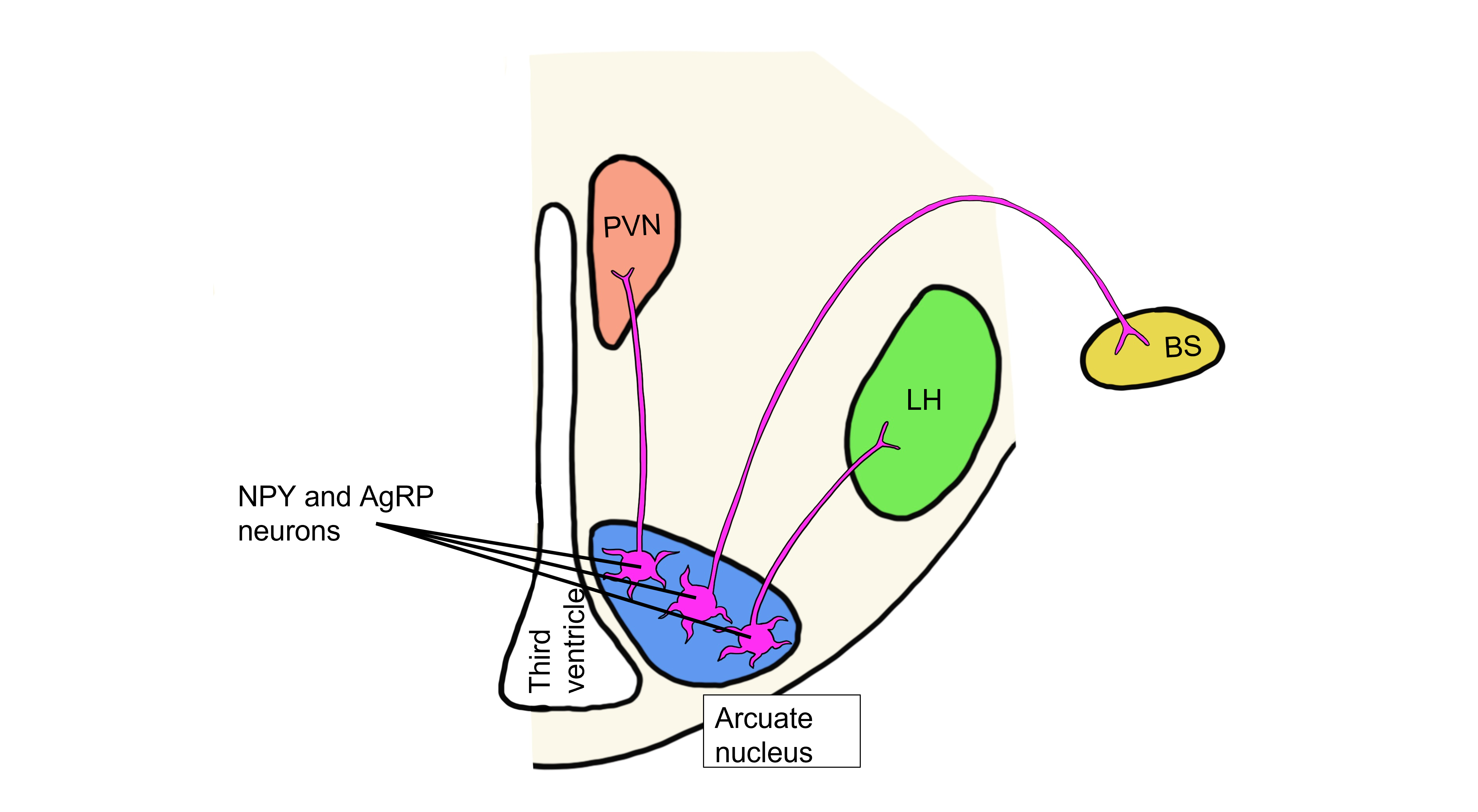 AgRP and NPY projecting neurons from the arcuate nucleus.