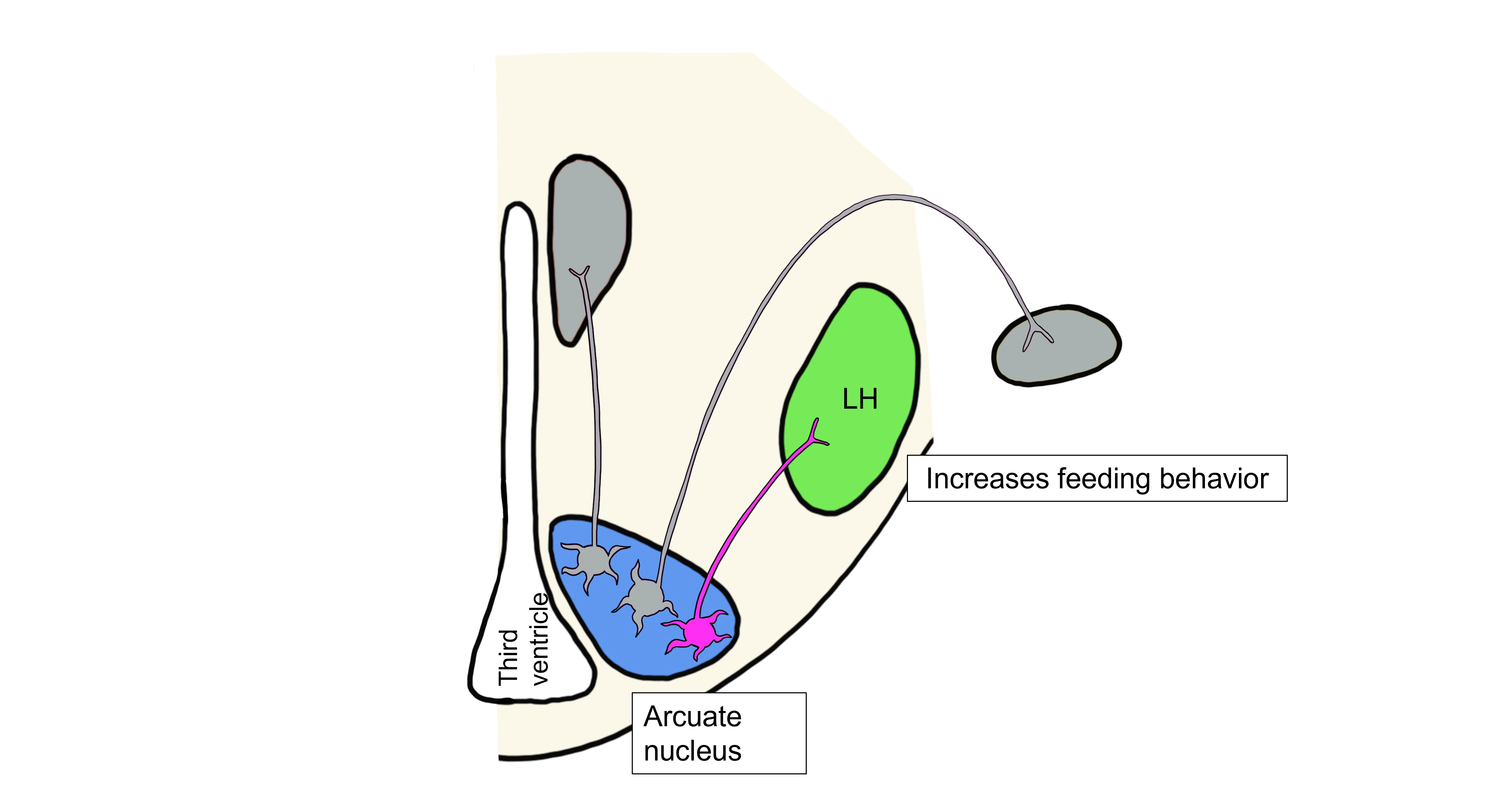 Low leptin somatic motor response.