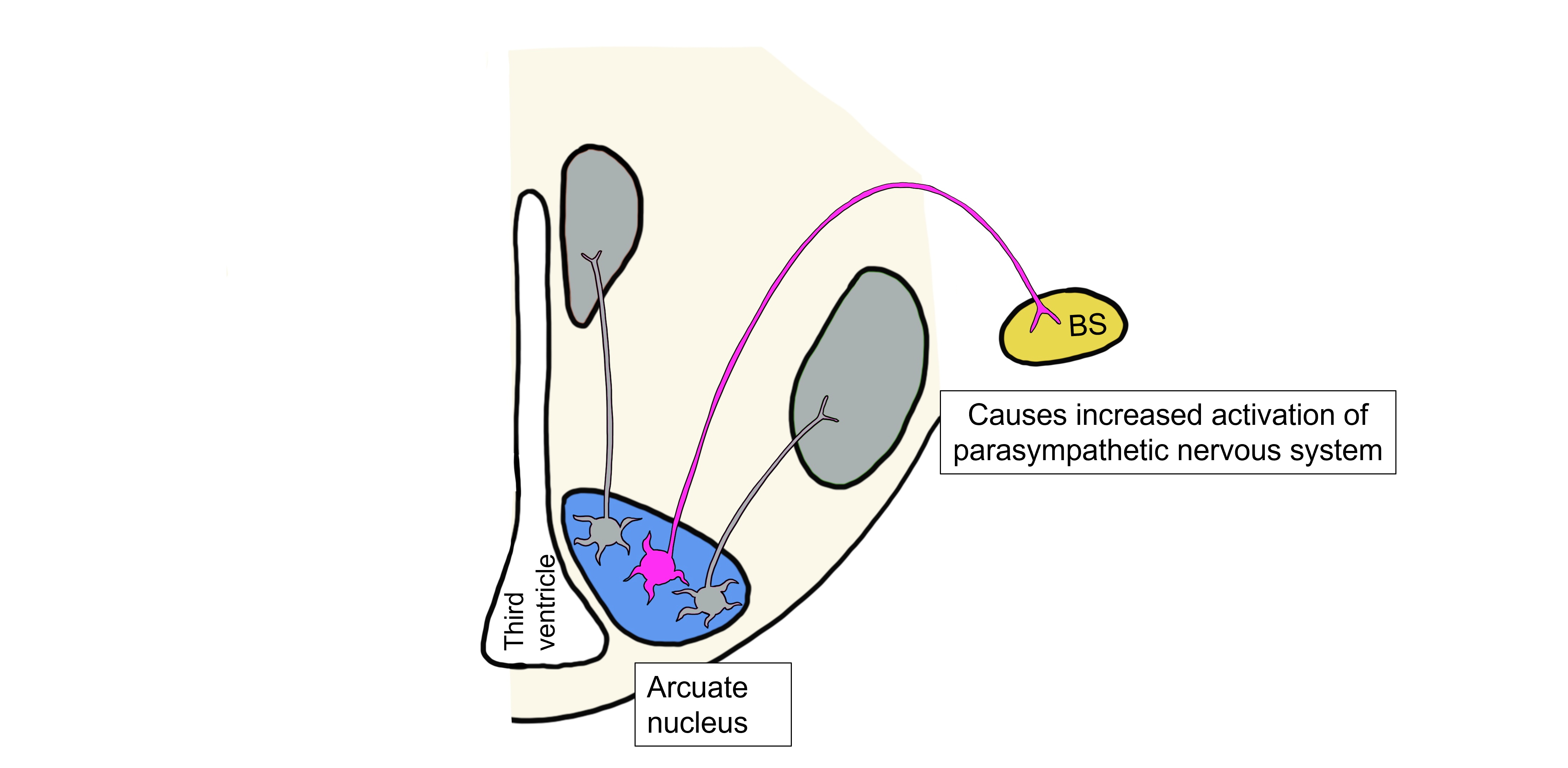 Low leptin visceromotor response.