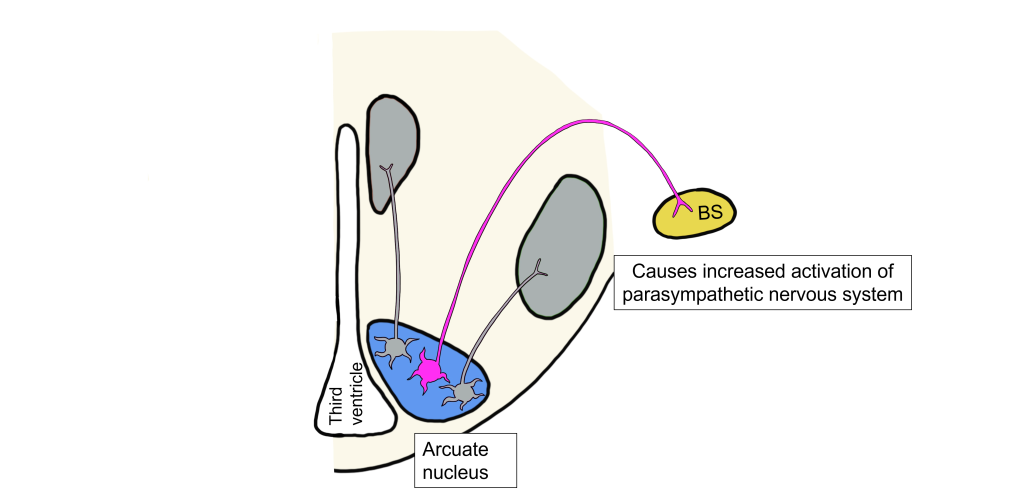 Image of low leptin visceromotor response. Details in caption and text.