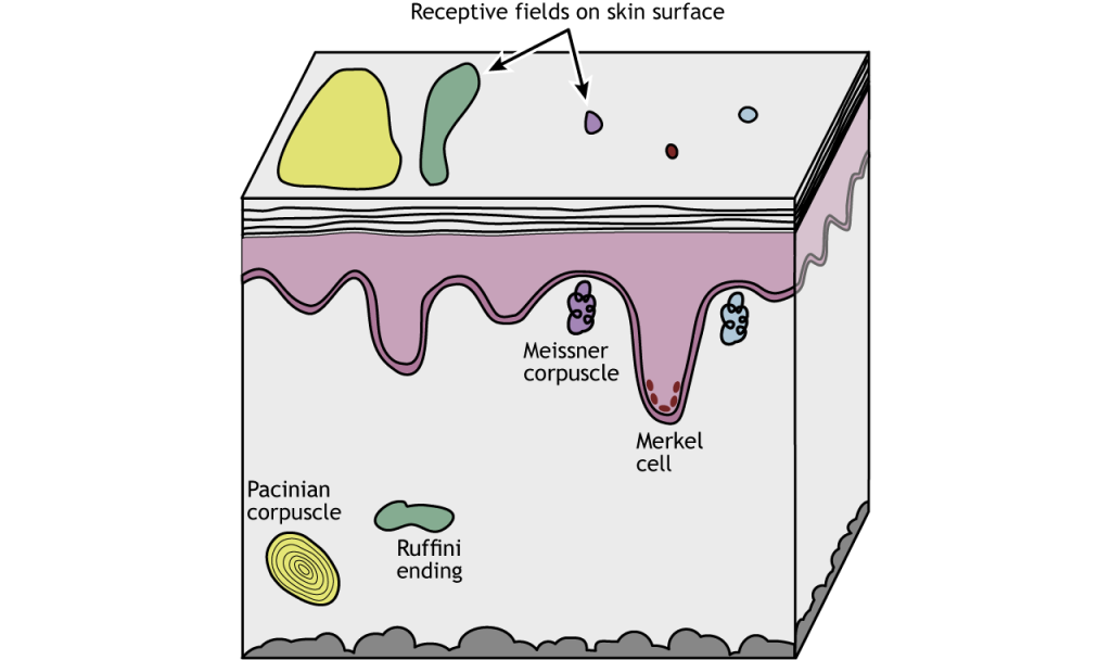 Illustration of mechanoreceptors and relative receptive field sizes.