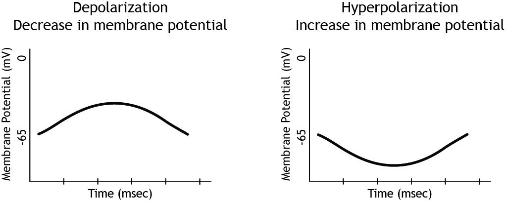 Two membrane potential graphs showing changes in potential.