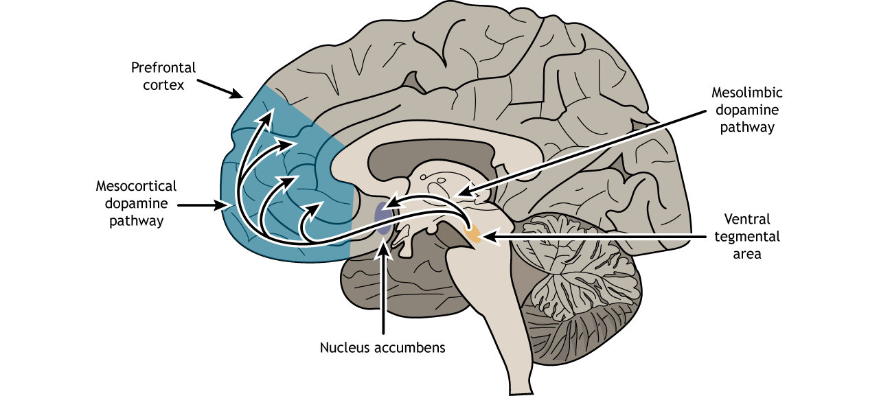 Illustration of a sagittal section of the brain showing the dopamine pathways from the ventral tegmental area.