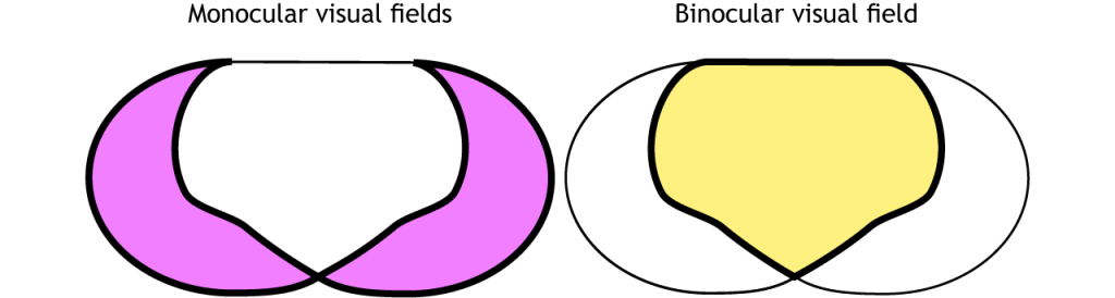 Illustration of monocular and binocular visual fields.