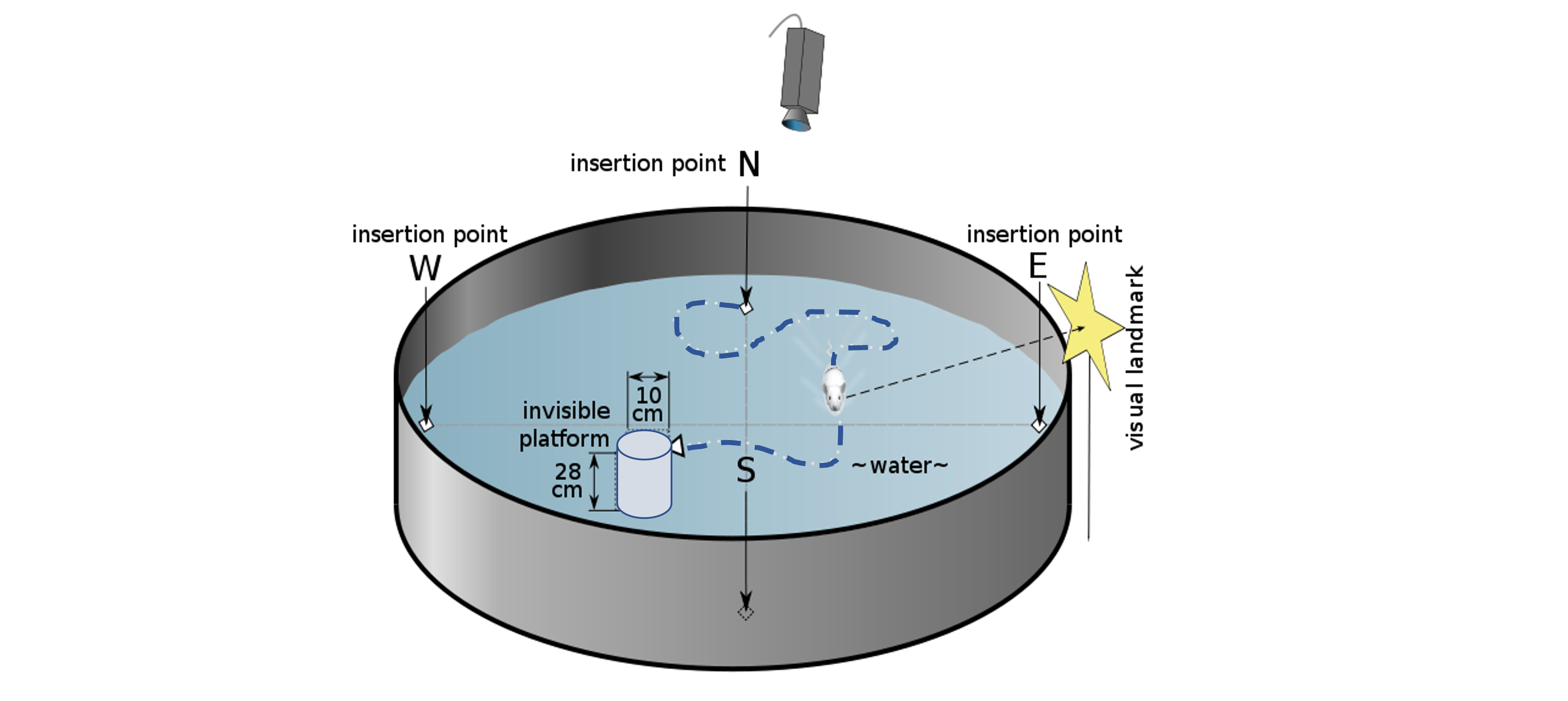 A Morris water maze.