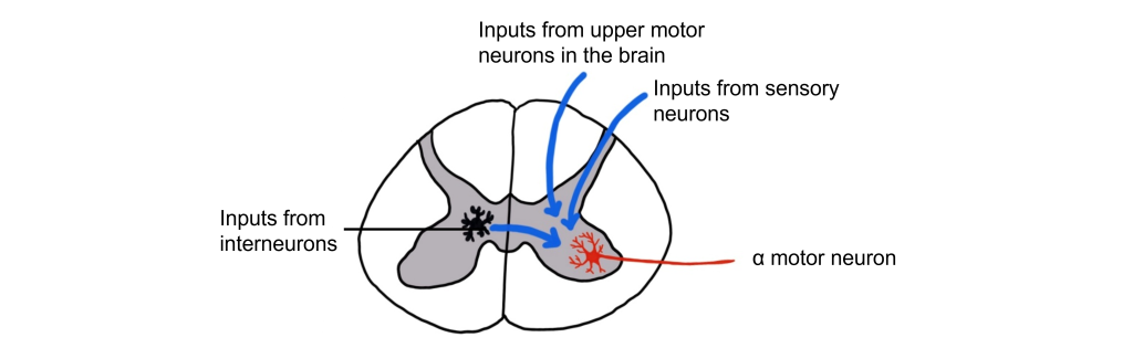 Different inputs for the alpha motor neurons in the spinal cord.