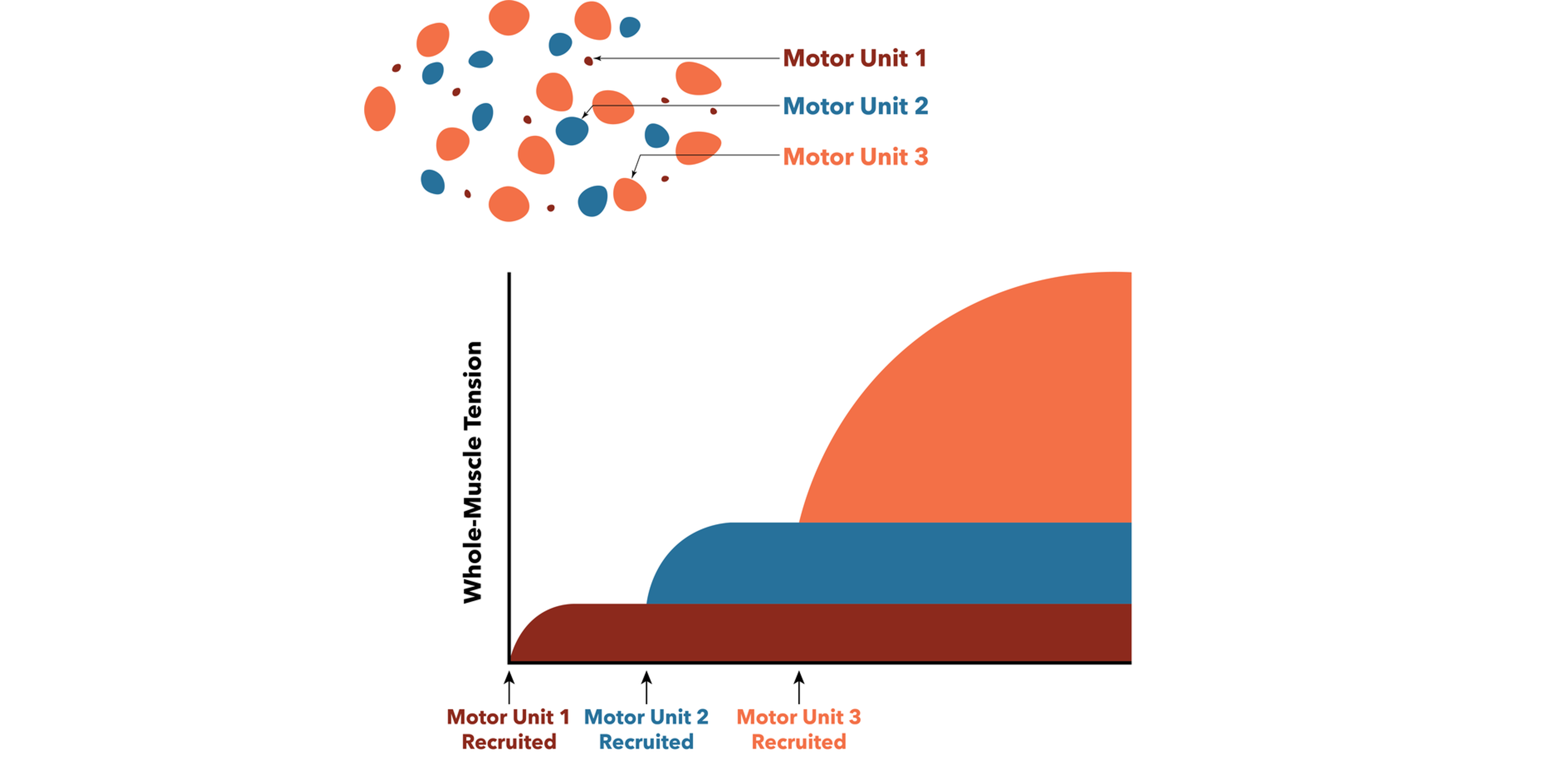 Graph showing motor unit recruitment for three different motor units. Details in caption and text.