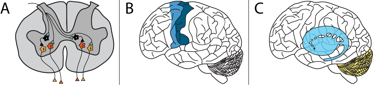 Illustration of spinal cord and brains showing regions of motor control. Details in text.