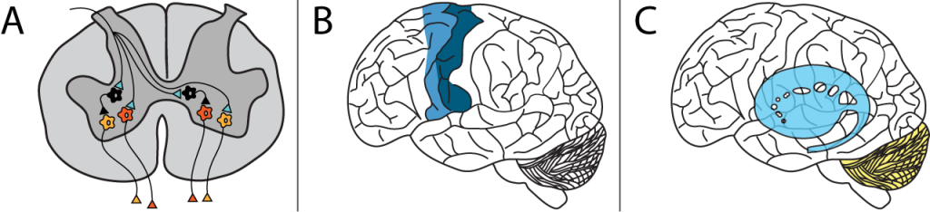 Illustration of spinal cord and brains showing regions of motor control.