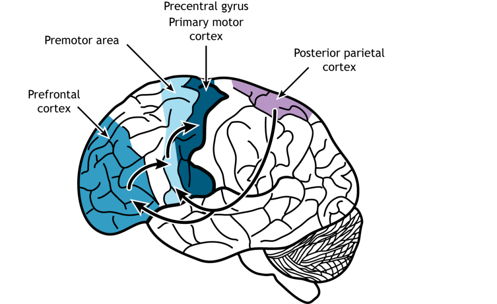 Illustration of the brain showing an information pathway from the posterior parietal frontal lobe.