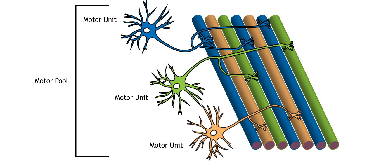 Illustration of motor neurons and muscle fibers.