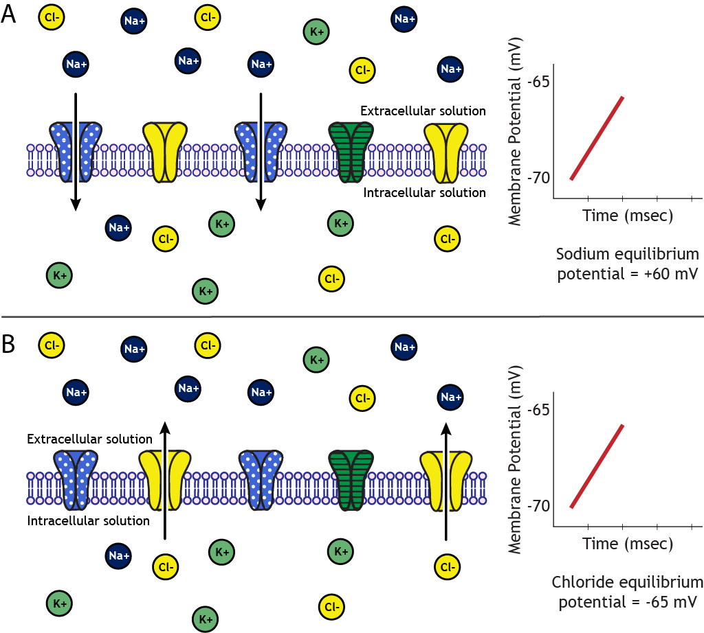 Two panel illustration showing ion movement.