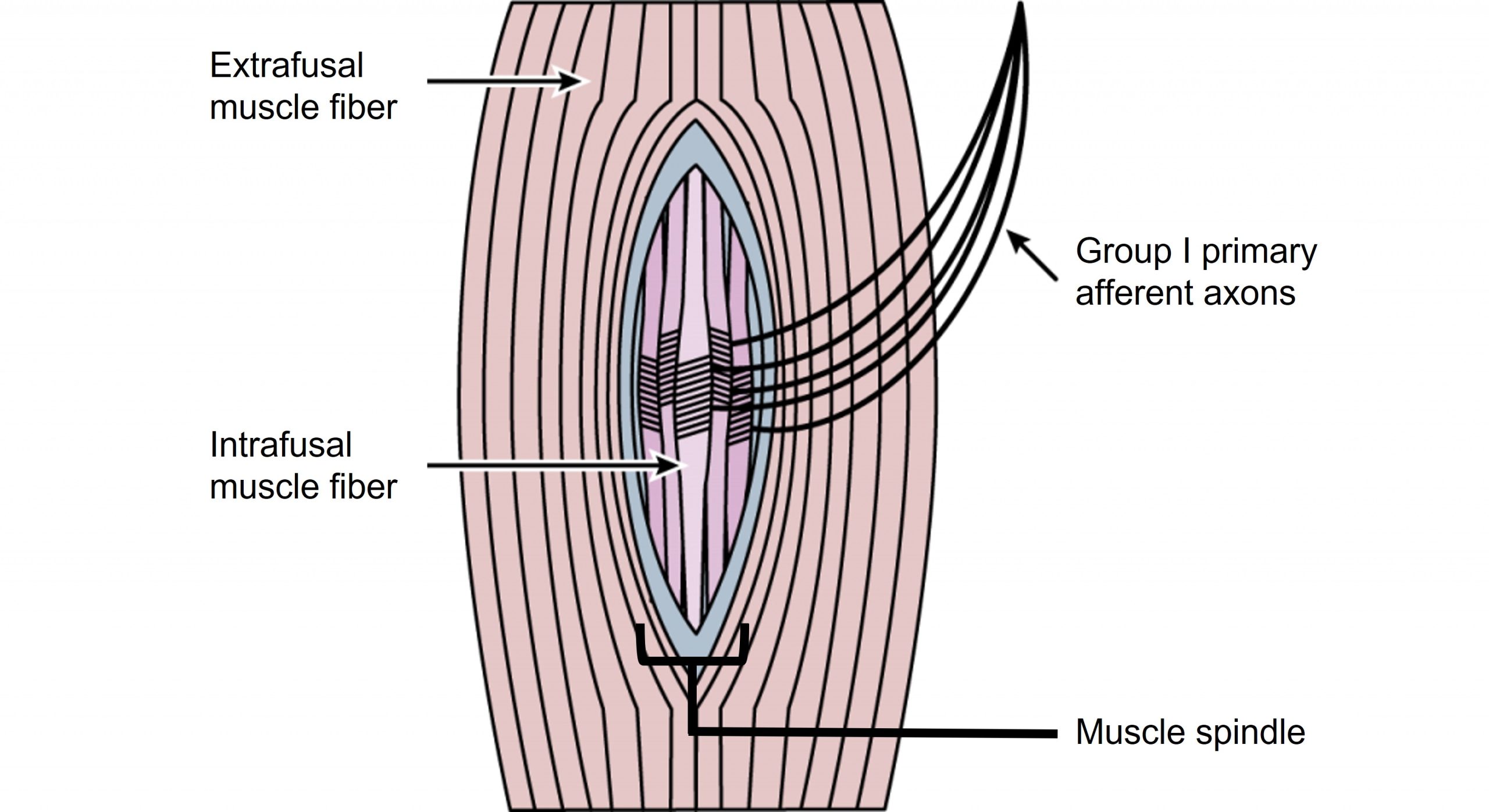 Illustration of a muscle spindle.