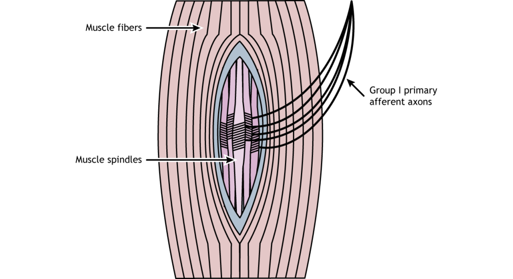 Illustration of a muscle spindle. Details in caption.