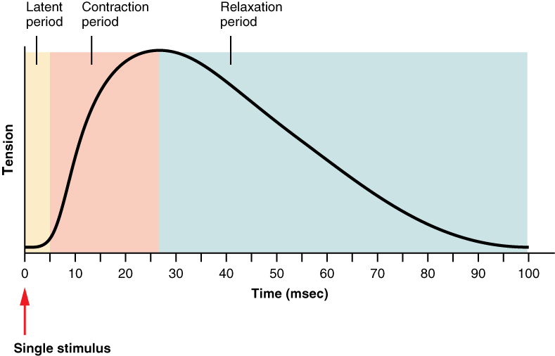 Graph of a muscle twitch. Details in caption and text.