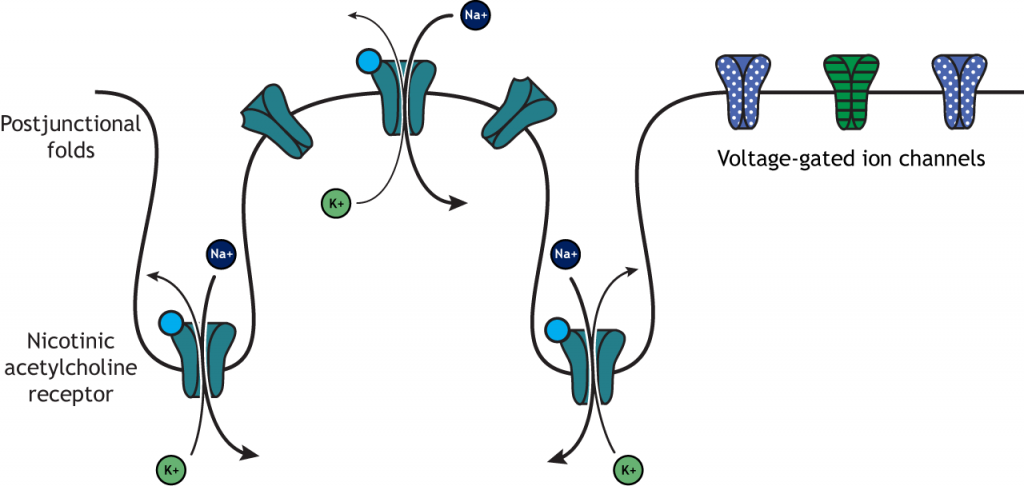 Illustration of postjunctional folds on muscle fiber and ion flow after acetylcholine action.