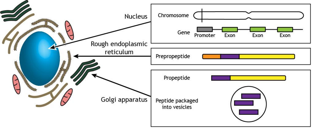 Illustrated pathway of neuropeptide synthesis and storage. Details in caption.