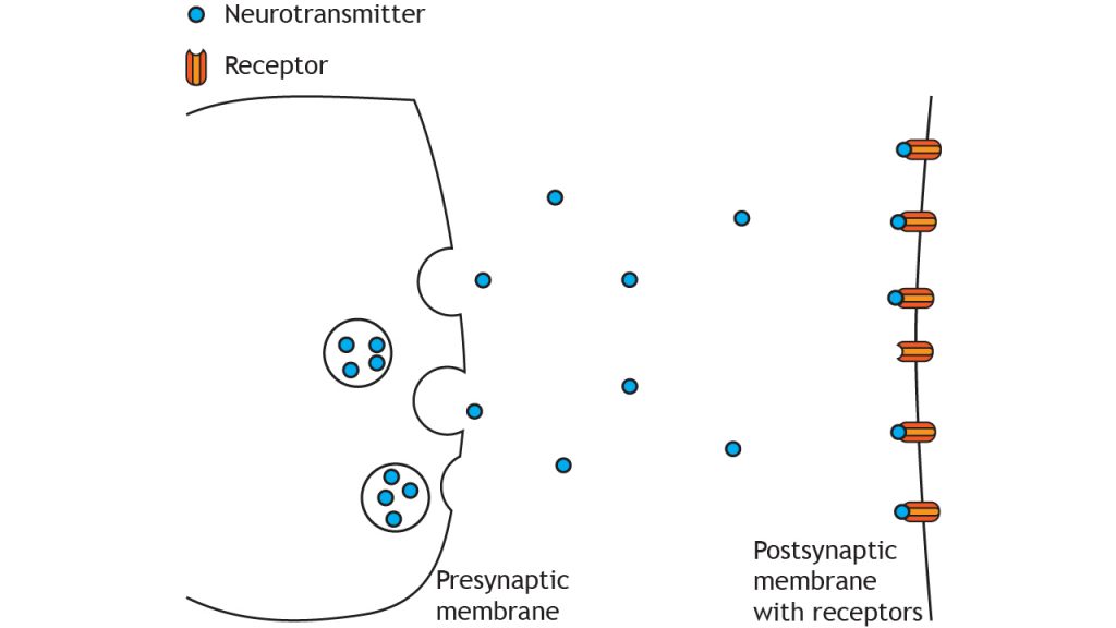 Illustration of presynaptic terminal releasing neurotransmitters into the synaptic cleft. Details in caption.