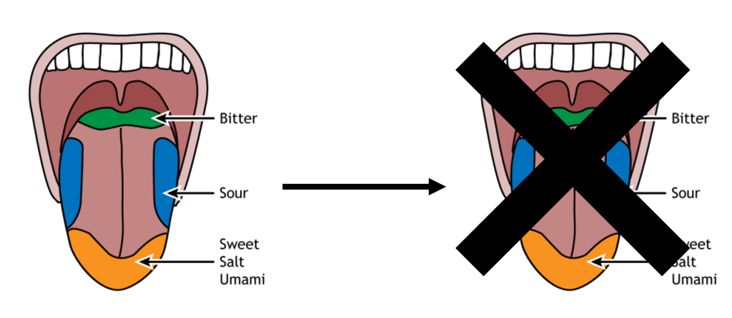 Illustration of the tongue and regions that are most sensitive to each of the five basic tastes. However, there is no true map of the tongue because all tastes can be sensed across the entire tongue.