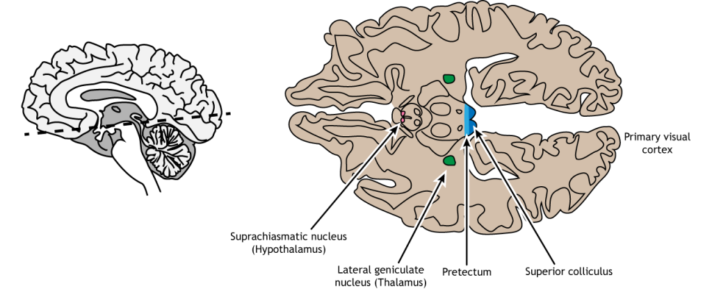 Illustrated horizontal section of the brain showing retinal projection locations. Details in caption.