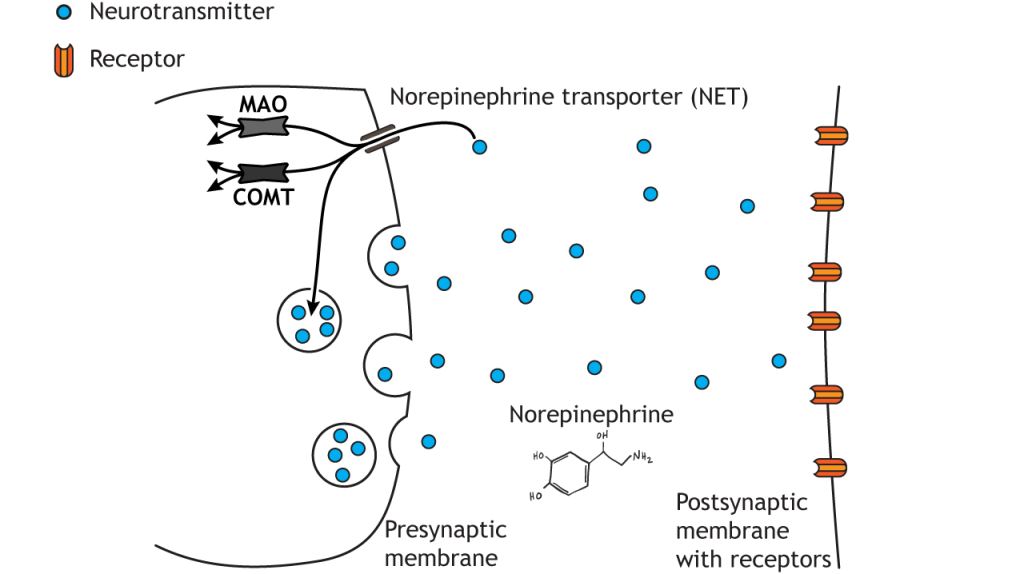 Illustrated pathway of norepinephrine degradation.