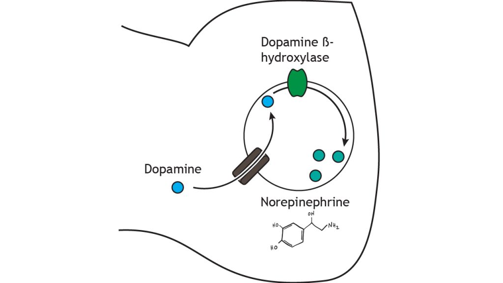 Illustrated pathway of norepinephrine synthesis and storage.