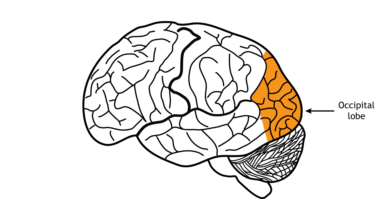 Illustration of the brain showing the occipital lobe.