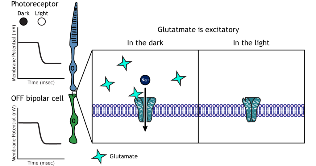 Illustration of ionotropic receptors in the OFF bipolar cells in dark and light. Details in caption.