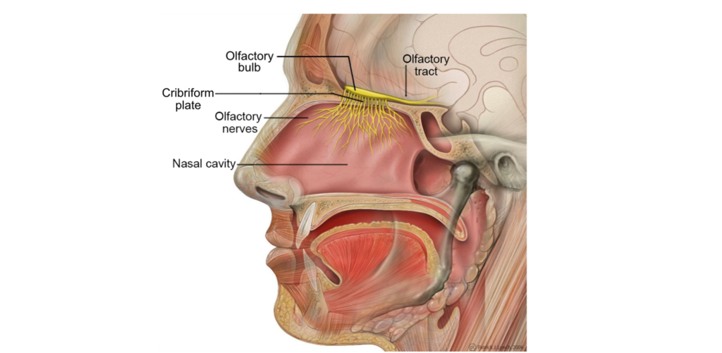 Illustration of the olfactory system structures. Details in image and text.