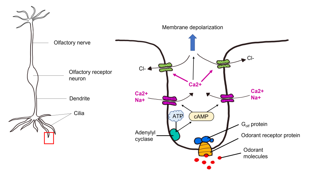 Image of transduction within olfactory receptor neurons. Details in caption and text.