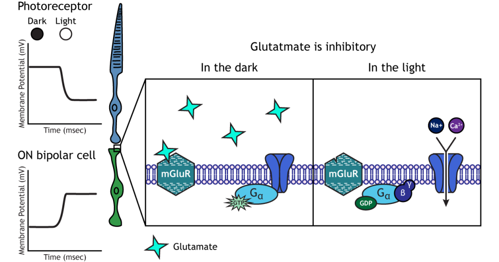 Illustration of metabotropic receptors in the ON bipolar cells in dark and light. Details in caption.