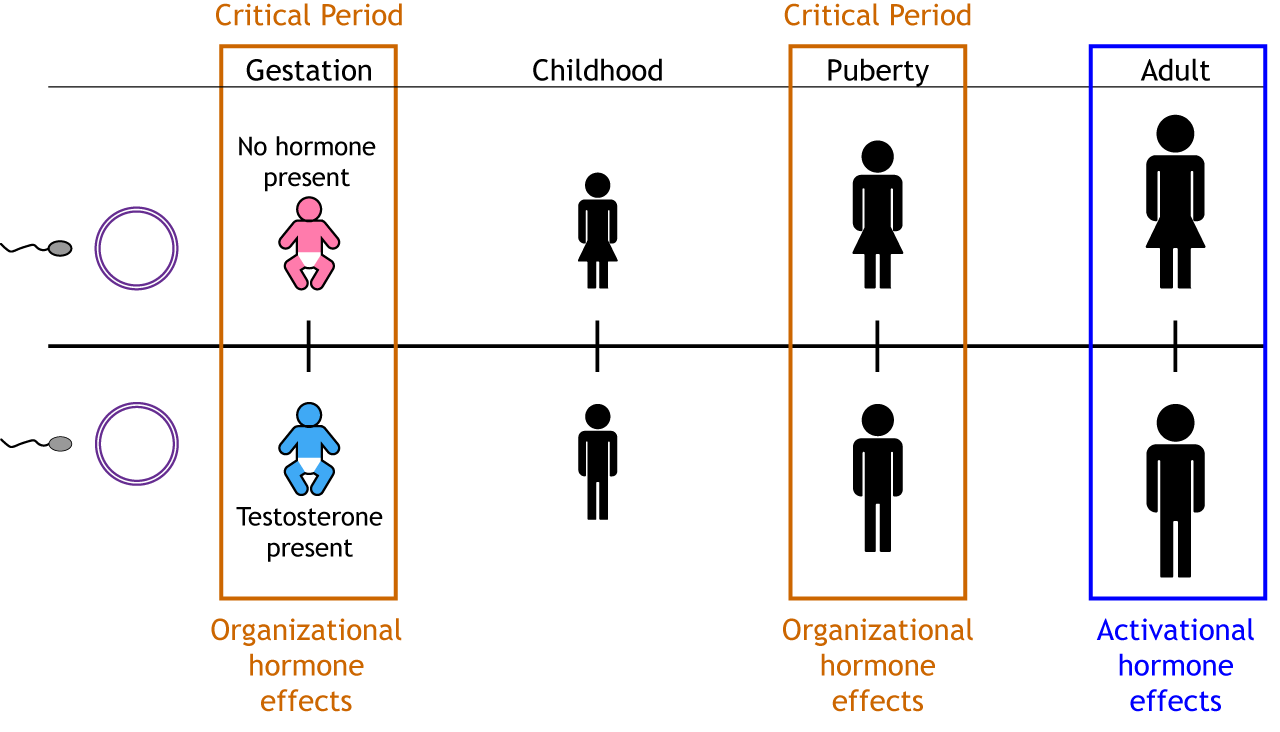 Timeline showing critical periods. Details in text and caption.