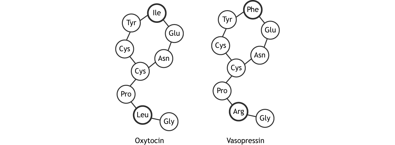 Amino acid sequences of oxytocin and vasopressin.