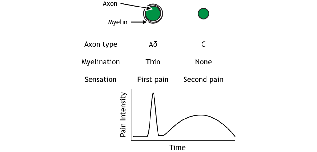 A delta fibers have thin myelination and cause first pain. C fibers have no myelination and cause second pain.