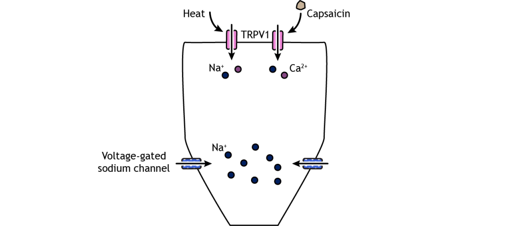 An illustrated nociceptor showing activation of the TRPV1 channel by heat or capsaicin, resulting in cation influx. The depolarization causes voltage-gated sodium channels to open.