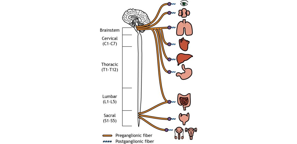 Illustration of the location of pre- and postganglionic neurons of the parasympathetic nervous system. Details in caption and text.